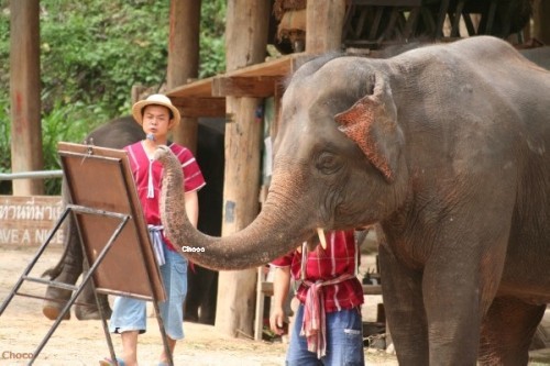 ElephantCamp