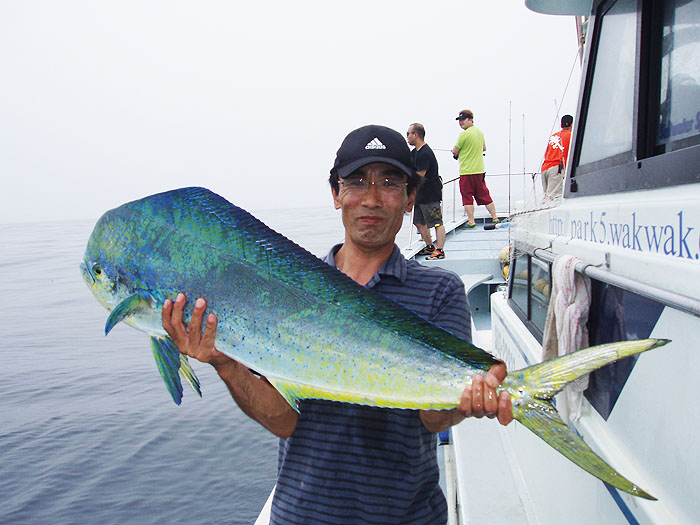 シイラ