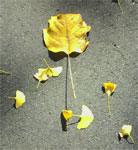 Pt