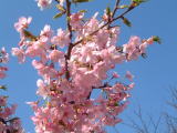 原地区センターの桜