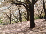 中央公園の桜のじゅうたん