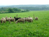 牧場の羊