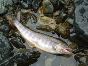 �������C���i