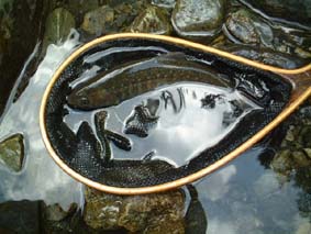 �C���i�Q�S����