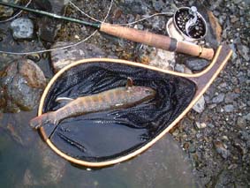 ��C��C���i