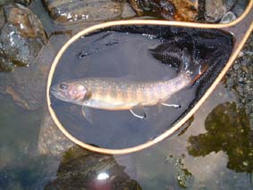 ��C��C���i�Q