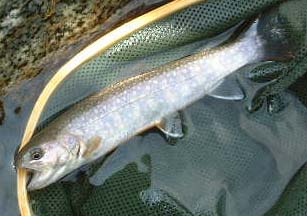 ���c�؃C���i