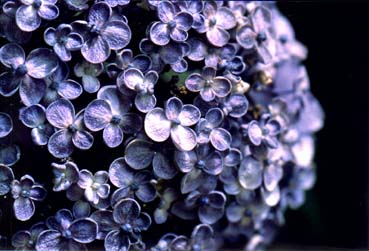 紫陽花１