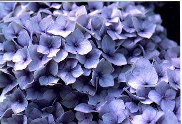 紫陽花２