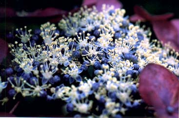 紫陽花３