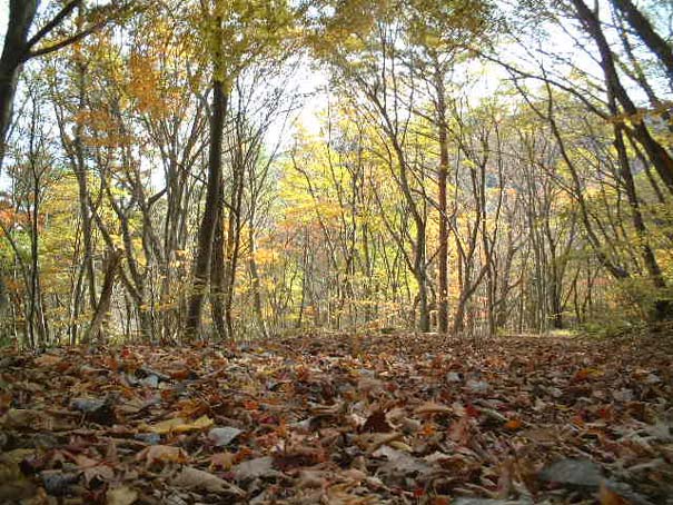 �����t�H