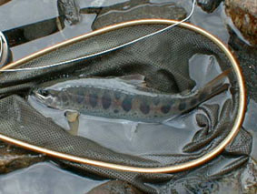 �{���A�}�S