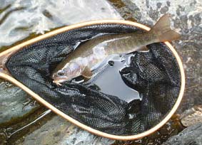 ����C���i�Q