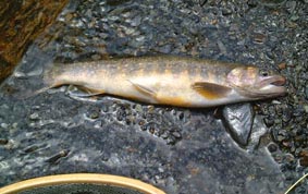 ����C���i