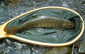 ����C���i