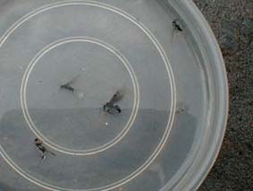 �X�g�}�b�N