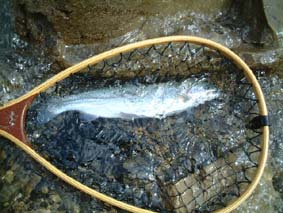 2002�{�����C���{�E