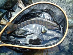 ����A�}�S