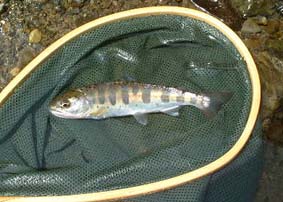 �`�r�A�}�S