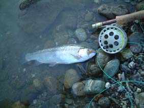 �V�����C���{�E