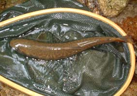 �R���̃C���i�Q