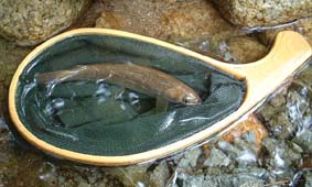 �R���̃C���i�R