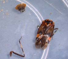 �X�g�}�b�N