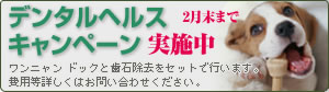 デンタルヘルスキャンペーン